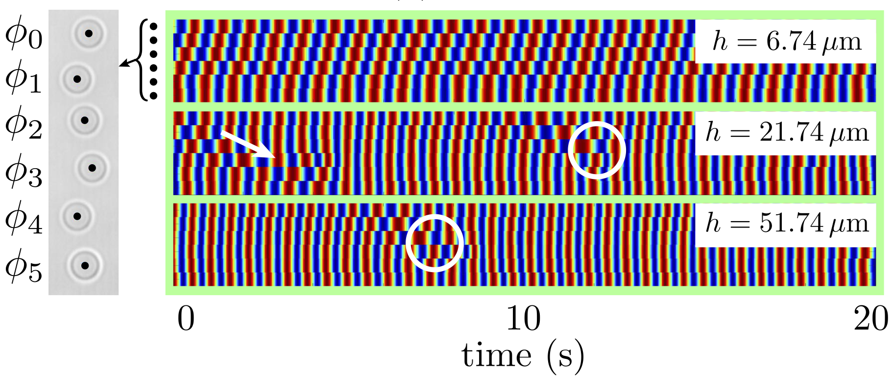 Phase Defects | Polin Lab